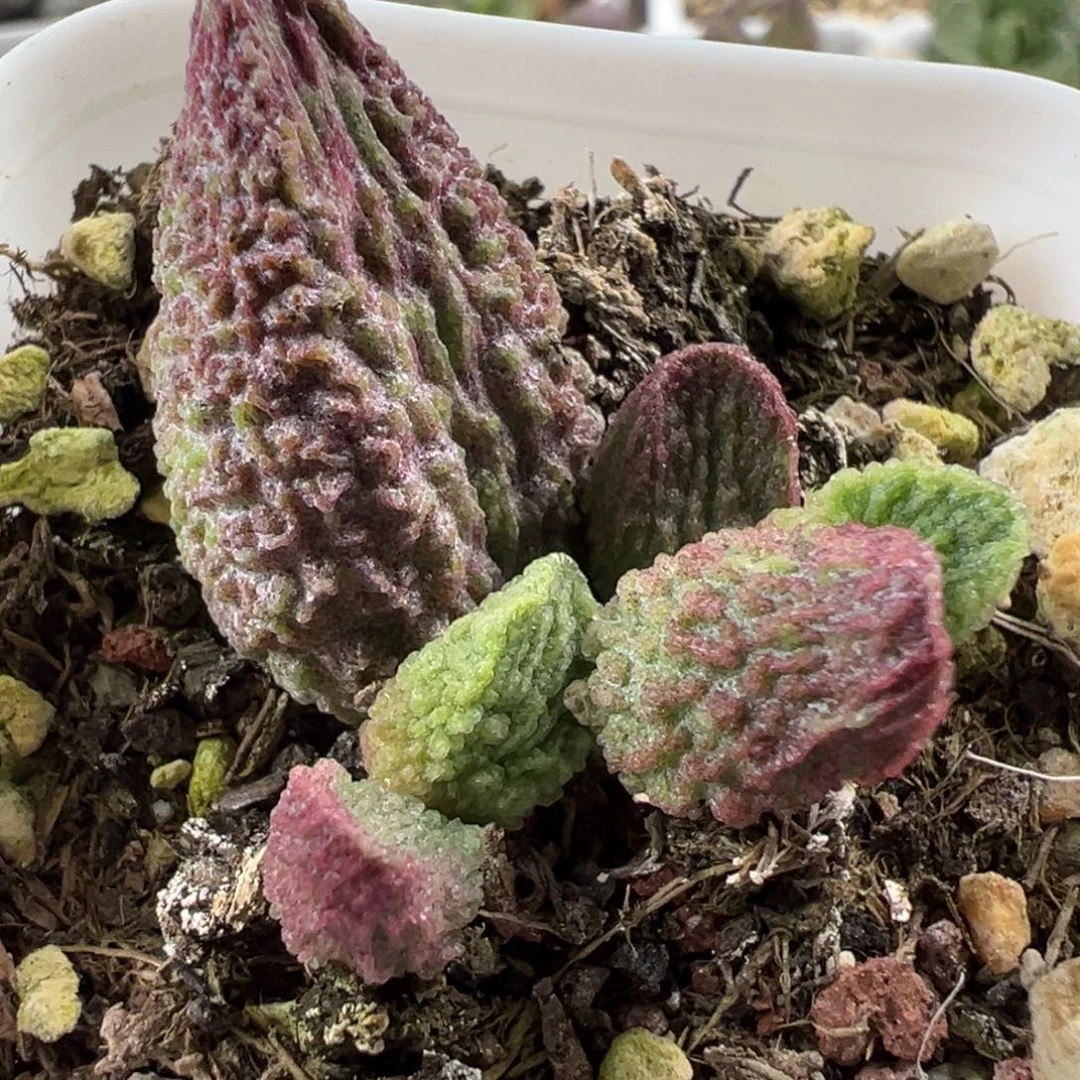 实生新品大苗多肉植物水泡