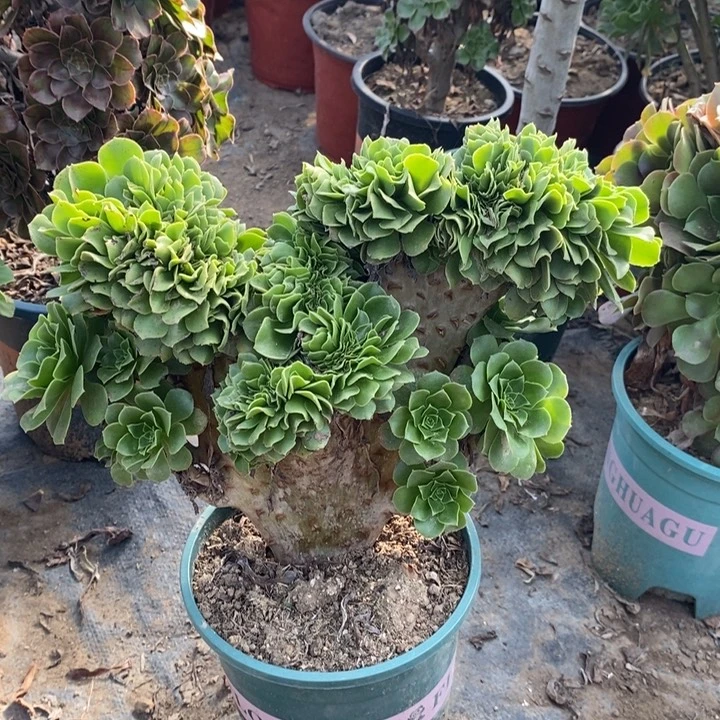 绿羊绒缀多肉植物52