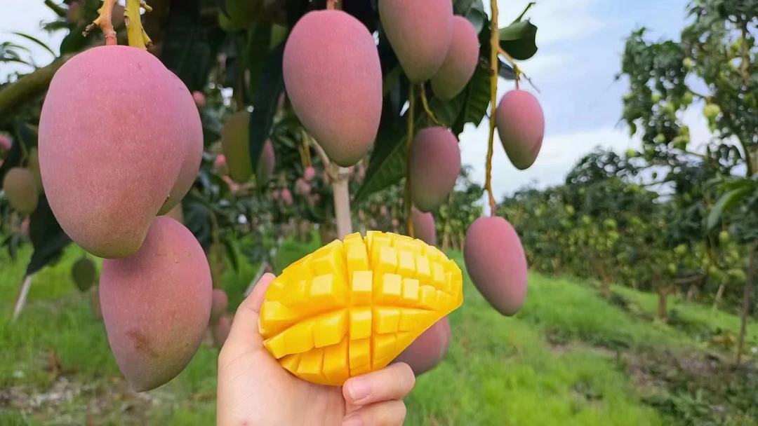 新鲜采摘贵妃芒应季水果放熟食用香甜多汁无丝