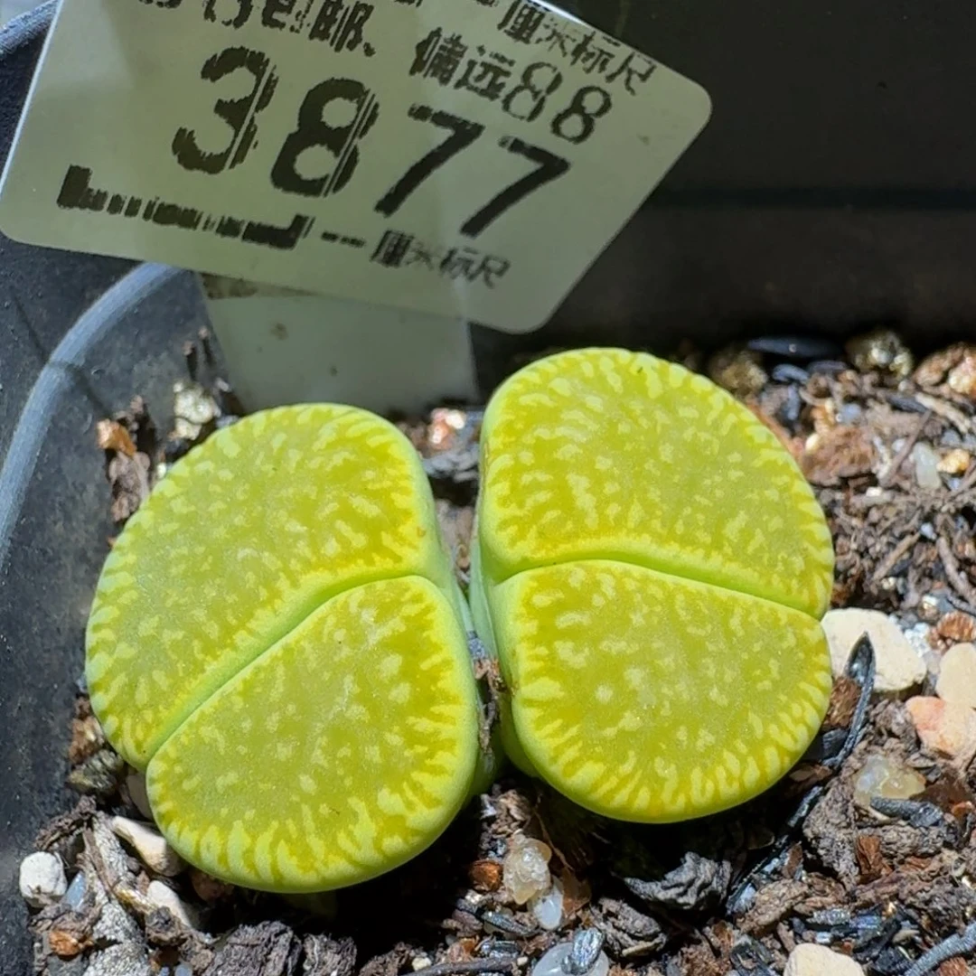 Ssss精品生石花3877