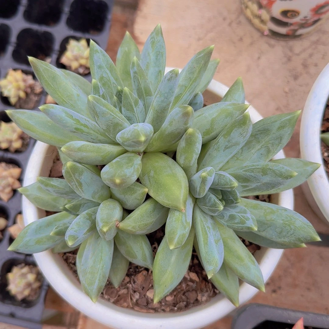 重楼群生一物一拍