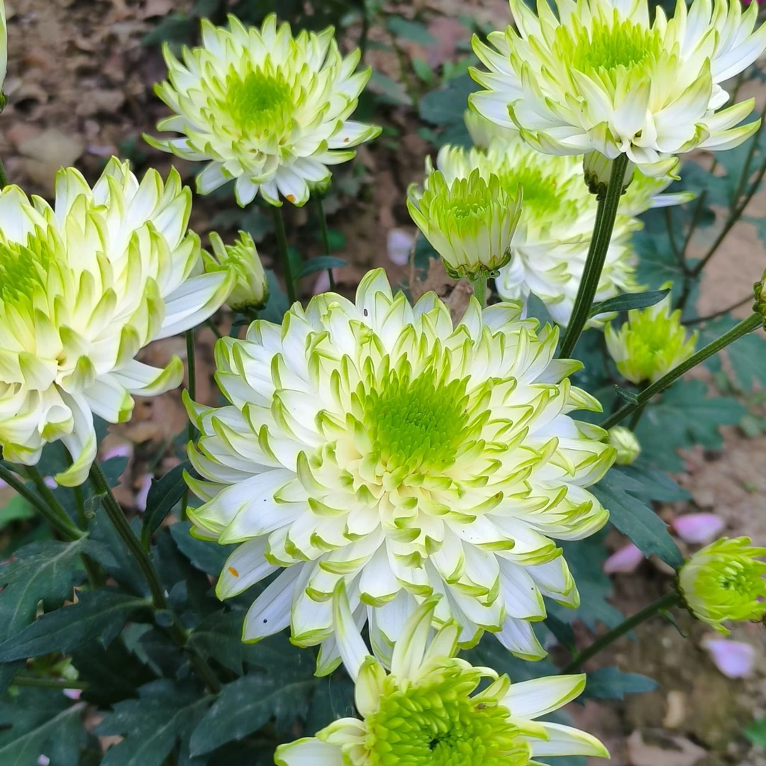 绿天赞鲜花盆栽带花四季开阳台菊花室内室外庭院花卉