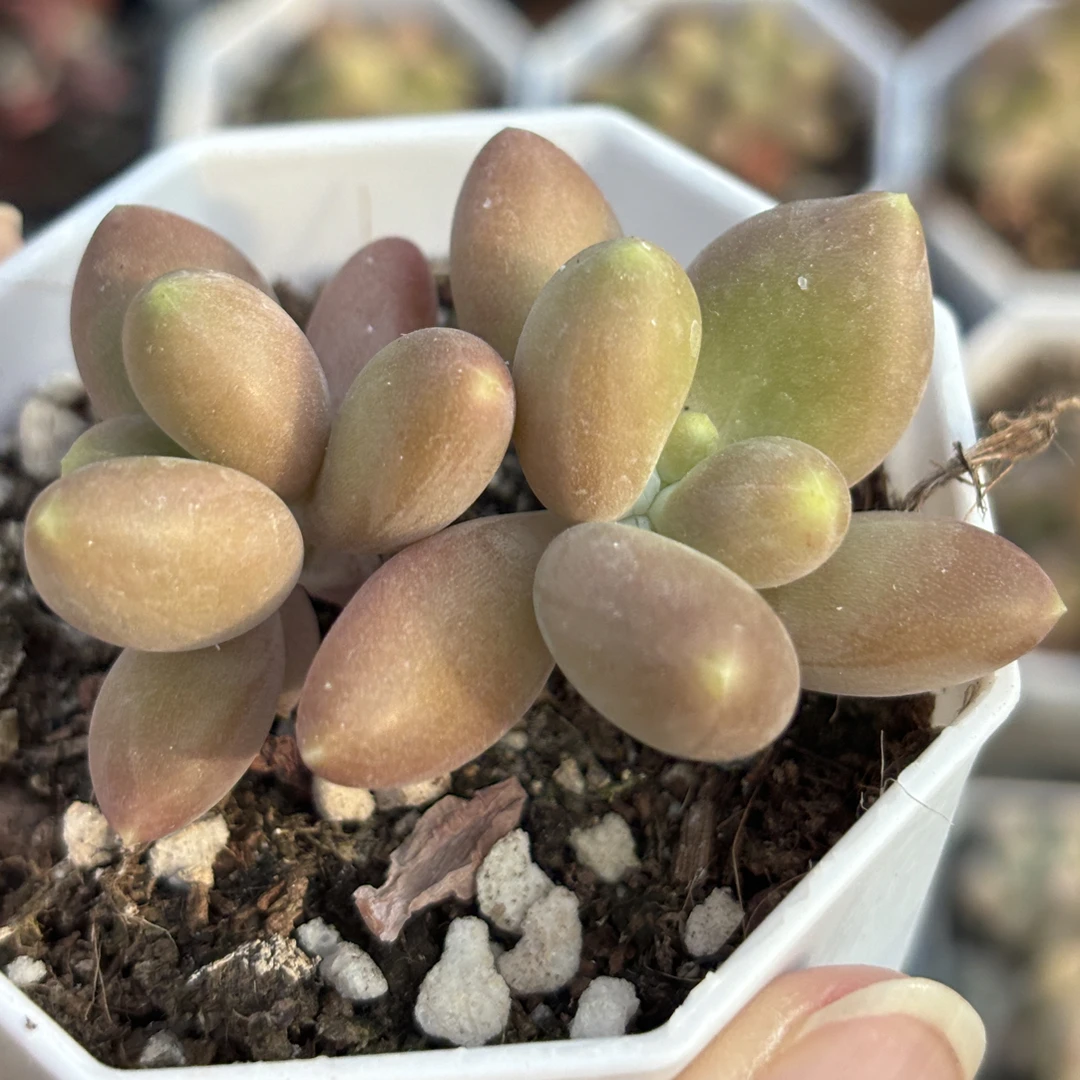 满15包邮精品双头芒果奶多肉植物