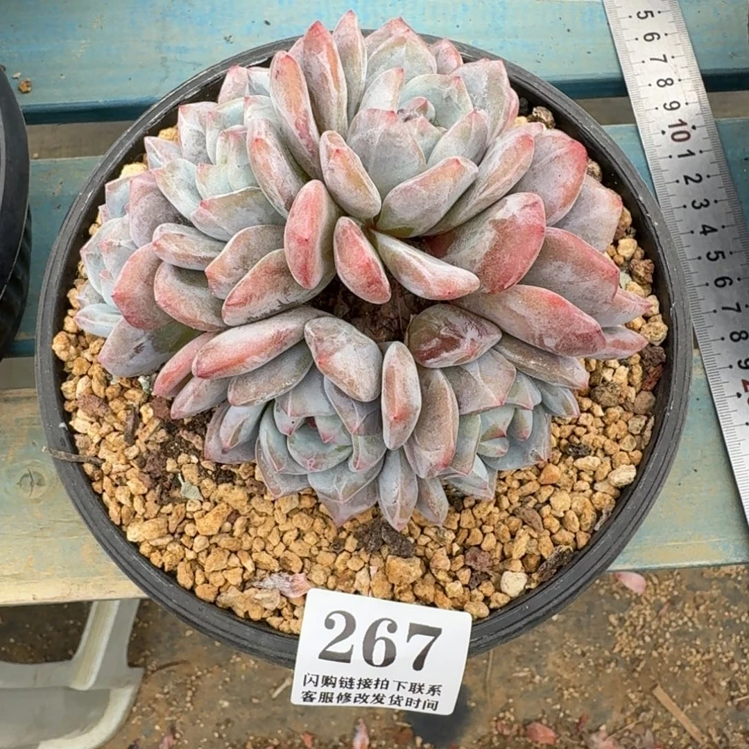 267开播福利，星影群无砍12cm左右