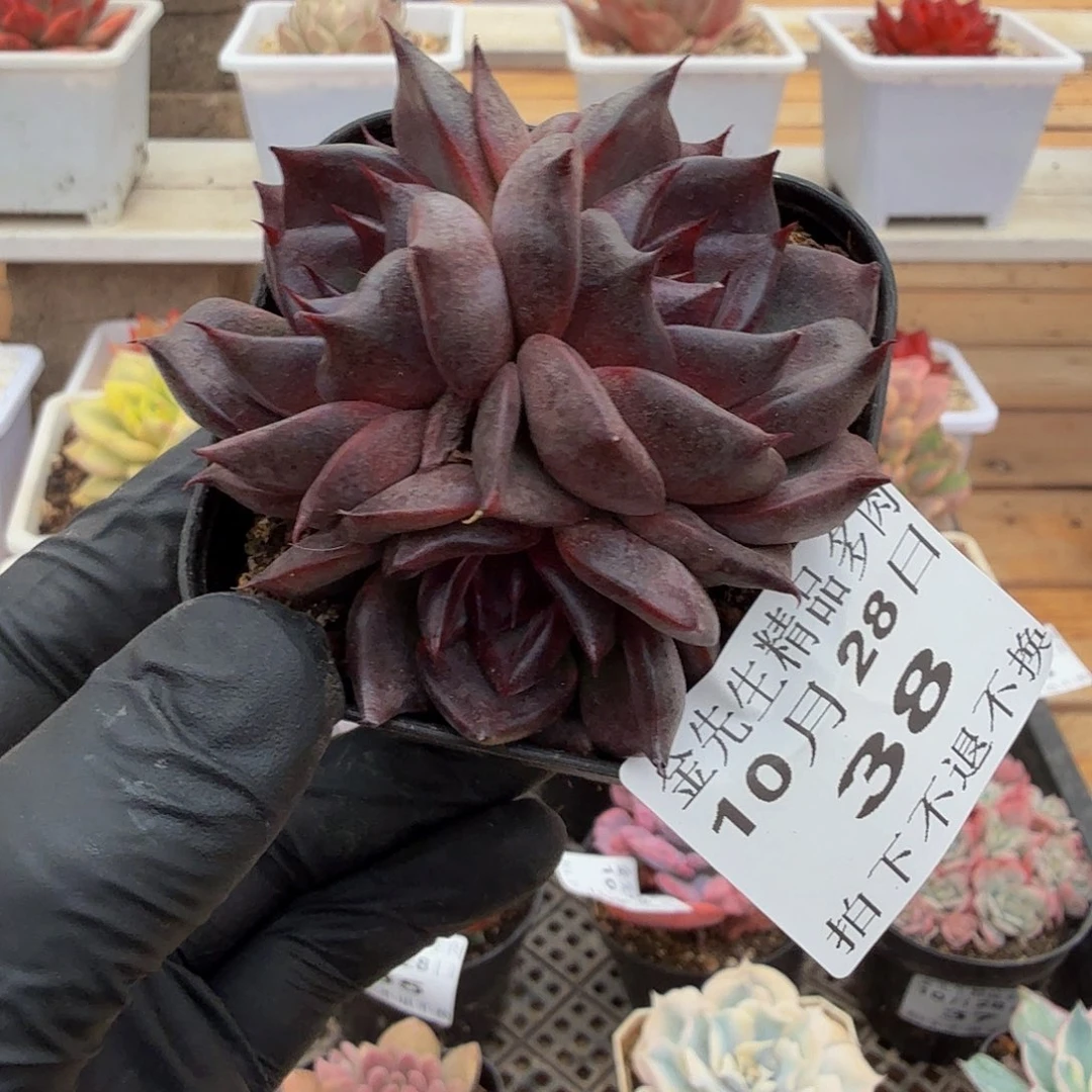 1028-38黑天鹅三头