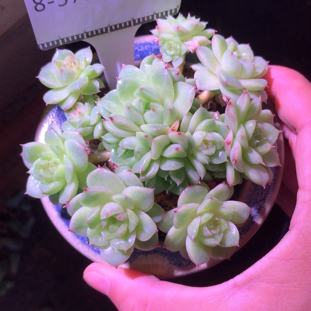 编号麦秆捧花老桩自然群