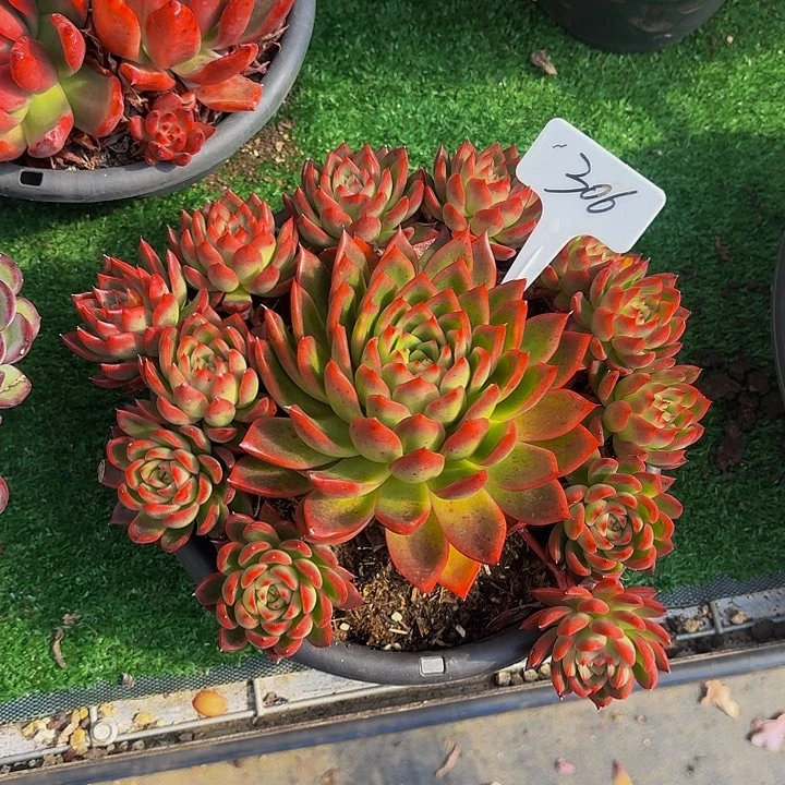 丽娟花卉优选东云