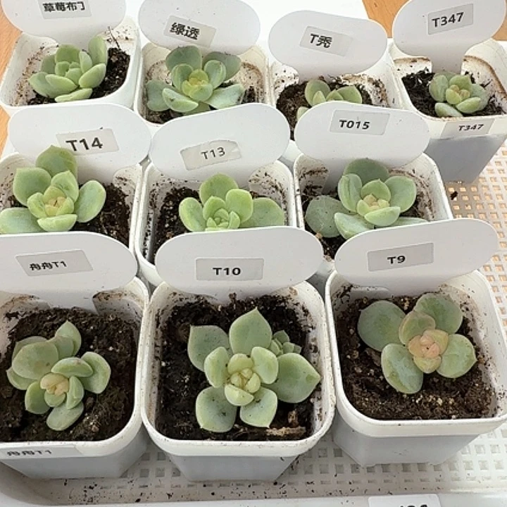 436 一物一拍 多肉植物