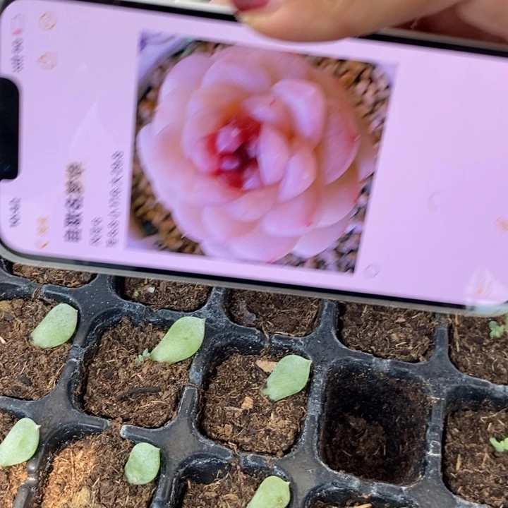 梦华芽苗一个多肉