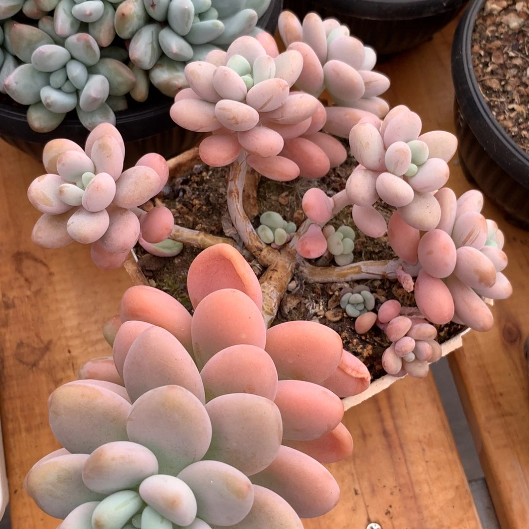 粉蓝配色很不错呢我想