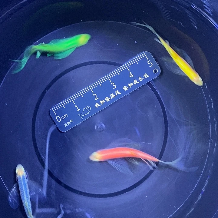 斑马鱼蝶翼斑马3.5厘米4条