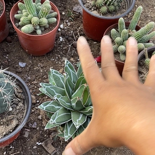 多肉植物屉之雪多肉