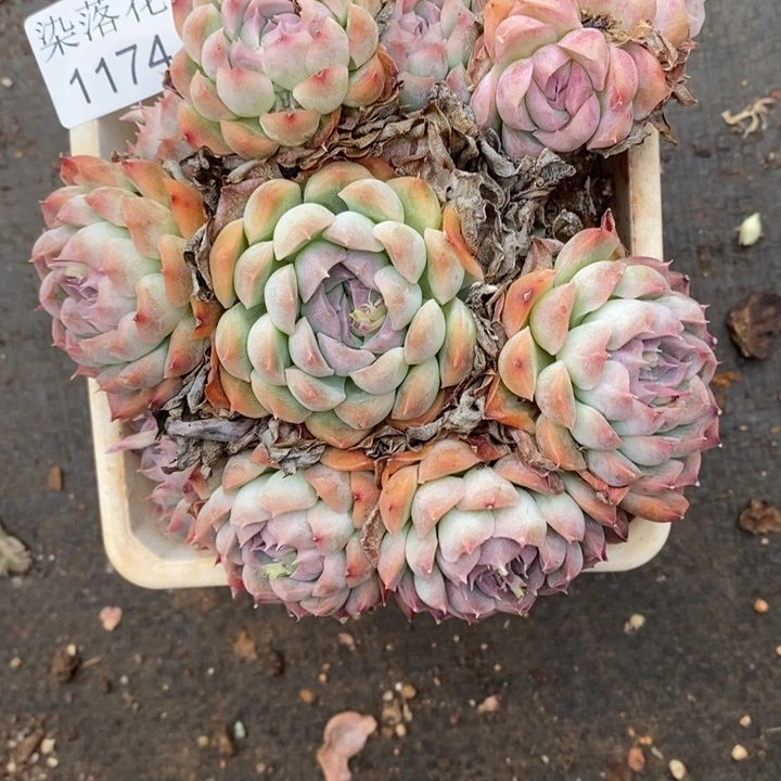 小***嘟精品多肉植物1174