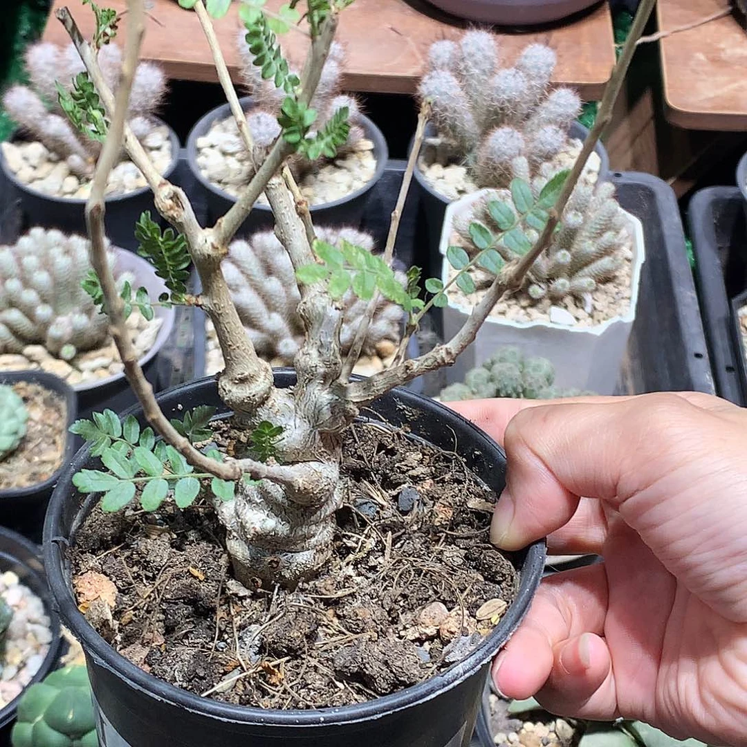 尼勒达乳香橄榄实生