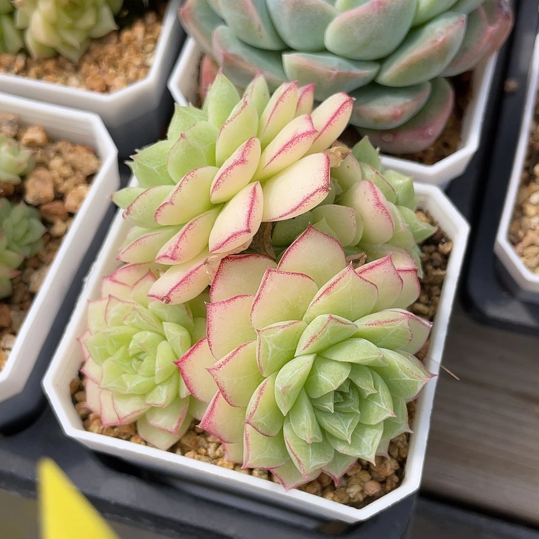 优选玫瑰花女王157