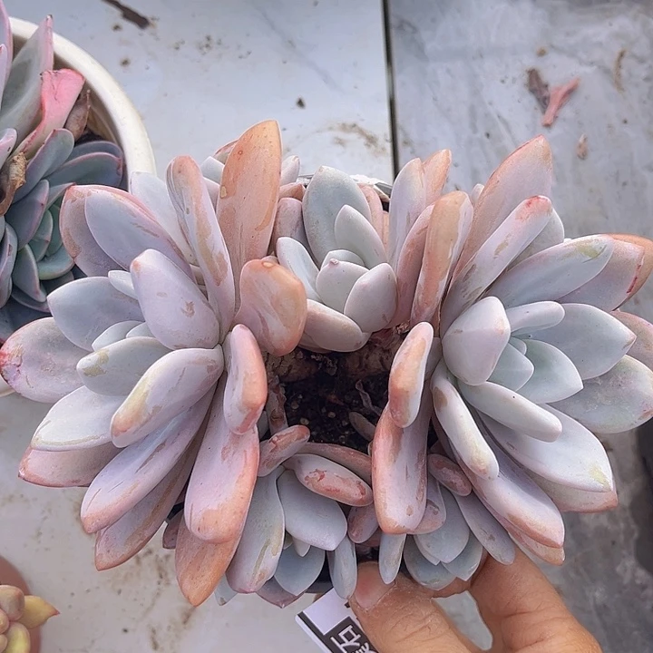 粉兔08174多肉植物