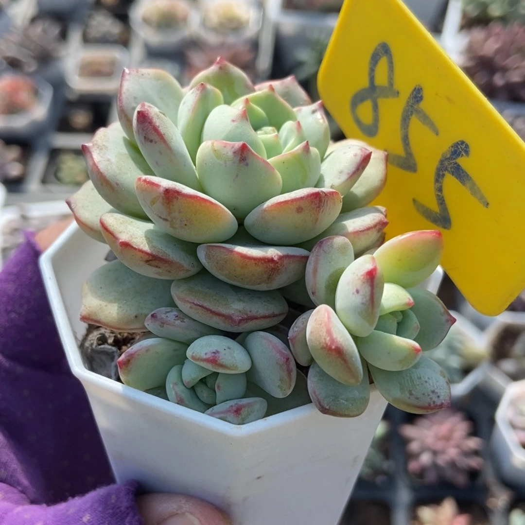 855香草多肉植物多肉