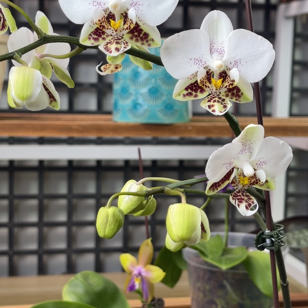 完全开放白瓷-福利-1224