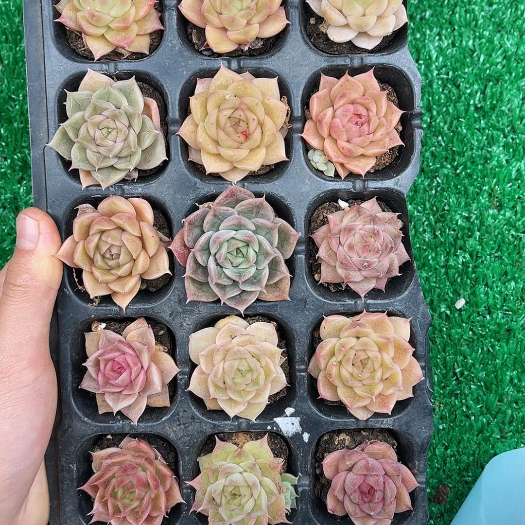 精品多肉一物一拍14-128