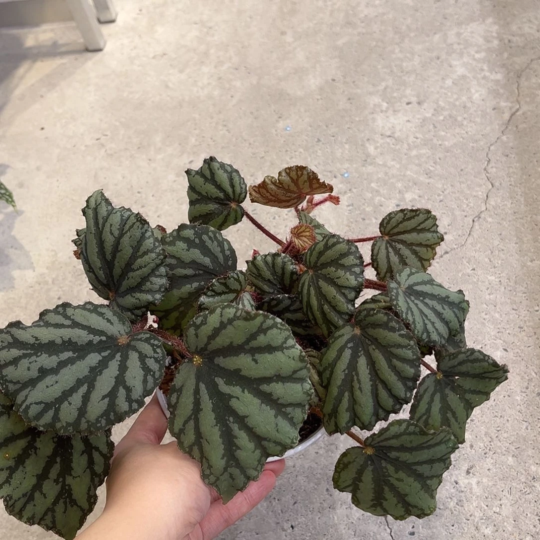 完全开放吕宋秋海棠