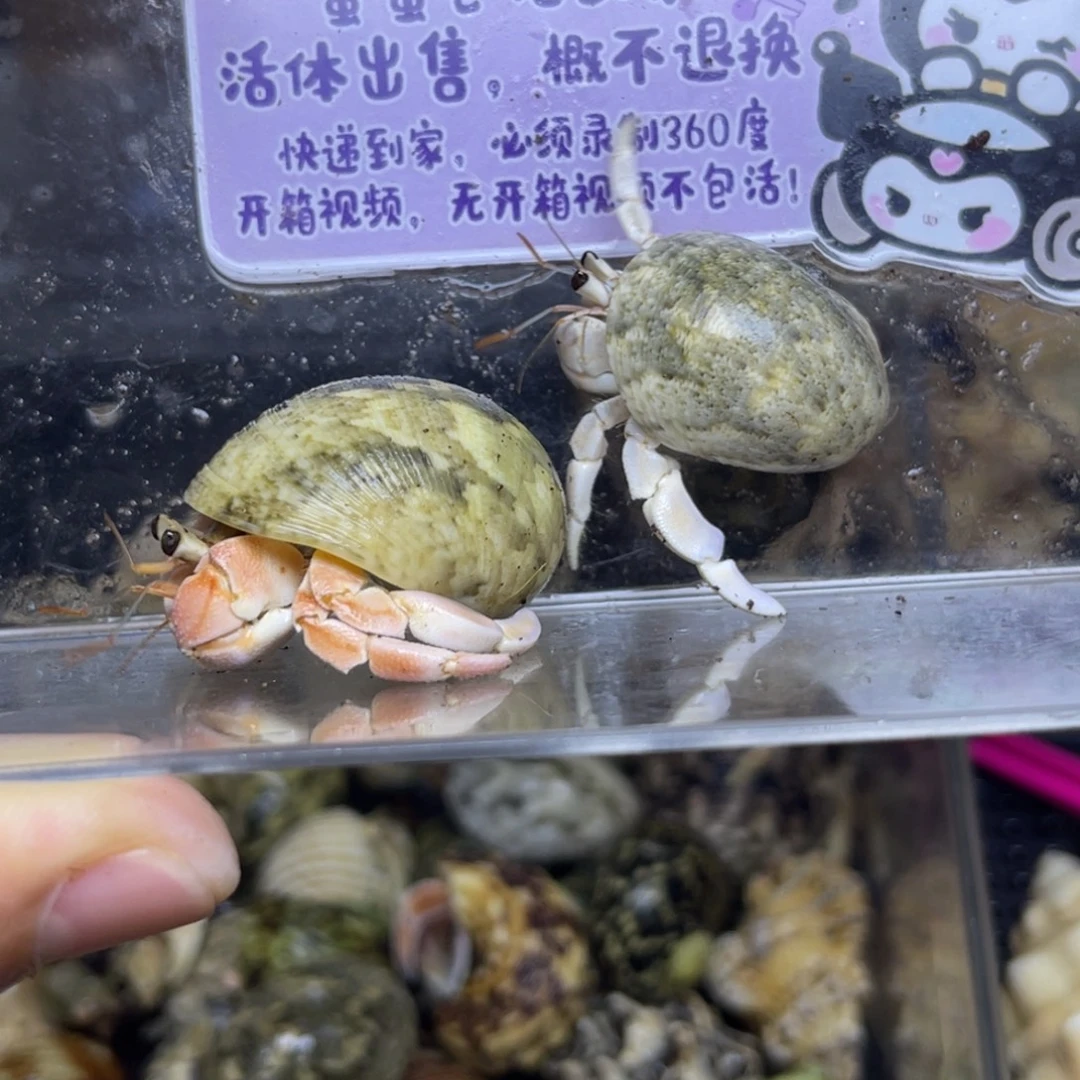 霍岛灰白寄居蟹包活到家