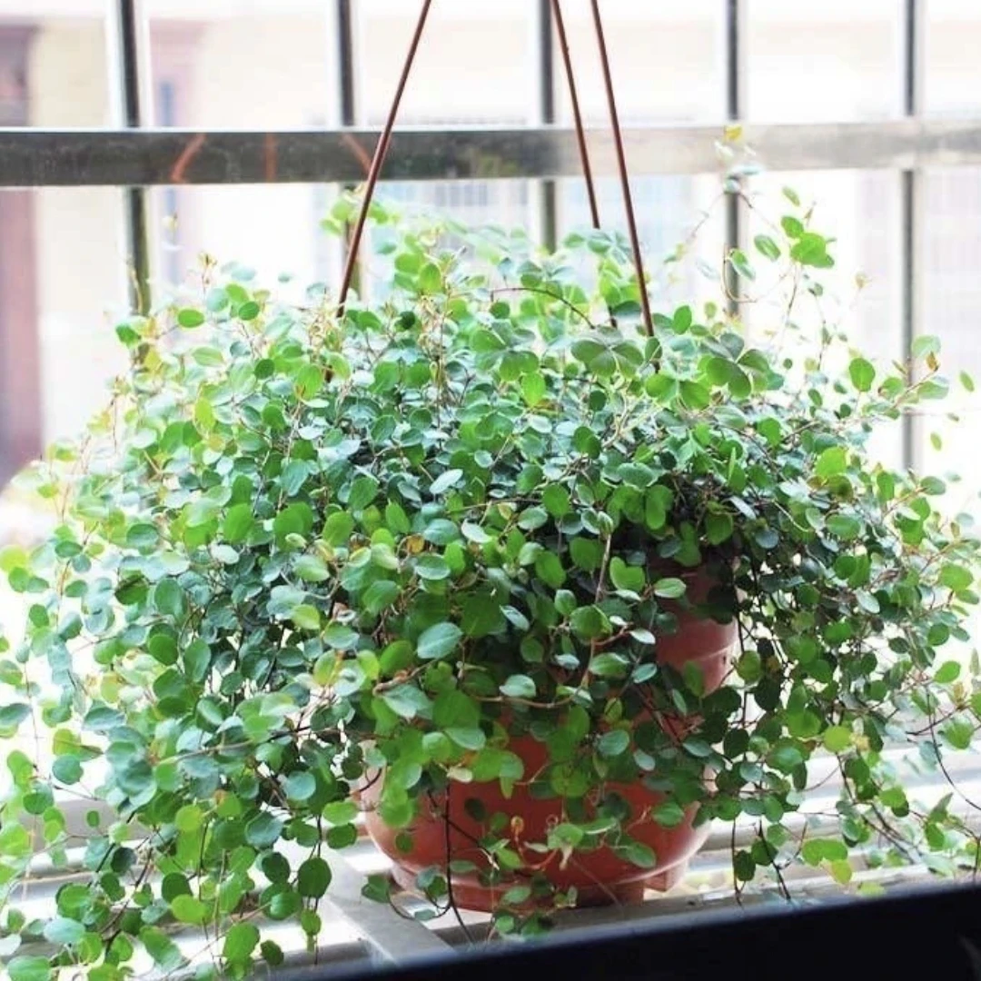 千叶吊兰盆栽植物摆盘装饰垂吊四季常青室内烘焙净化空气甲醛新鲜