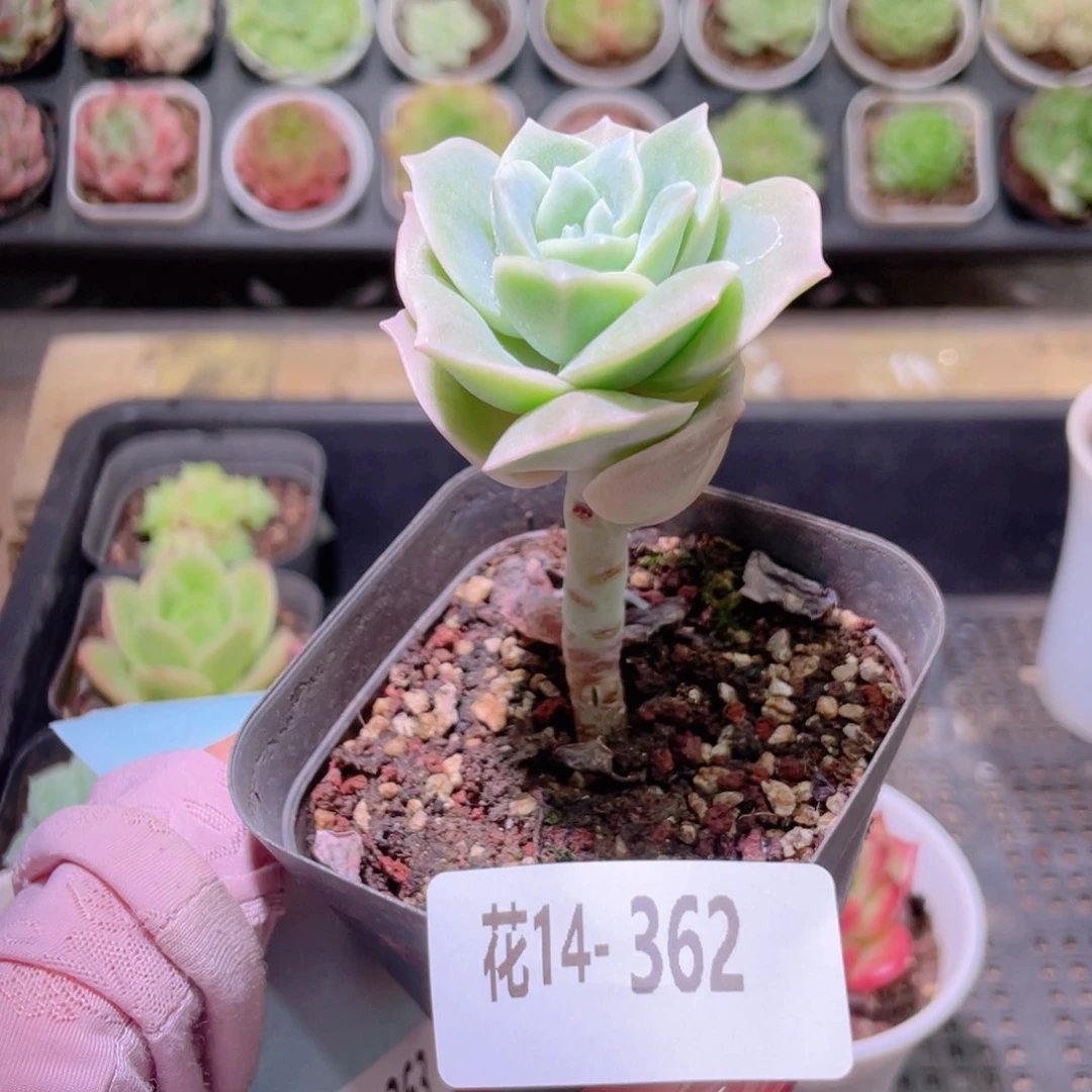 花利美14-362可爱玫瑰