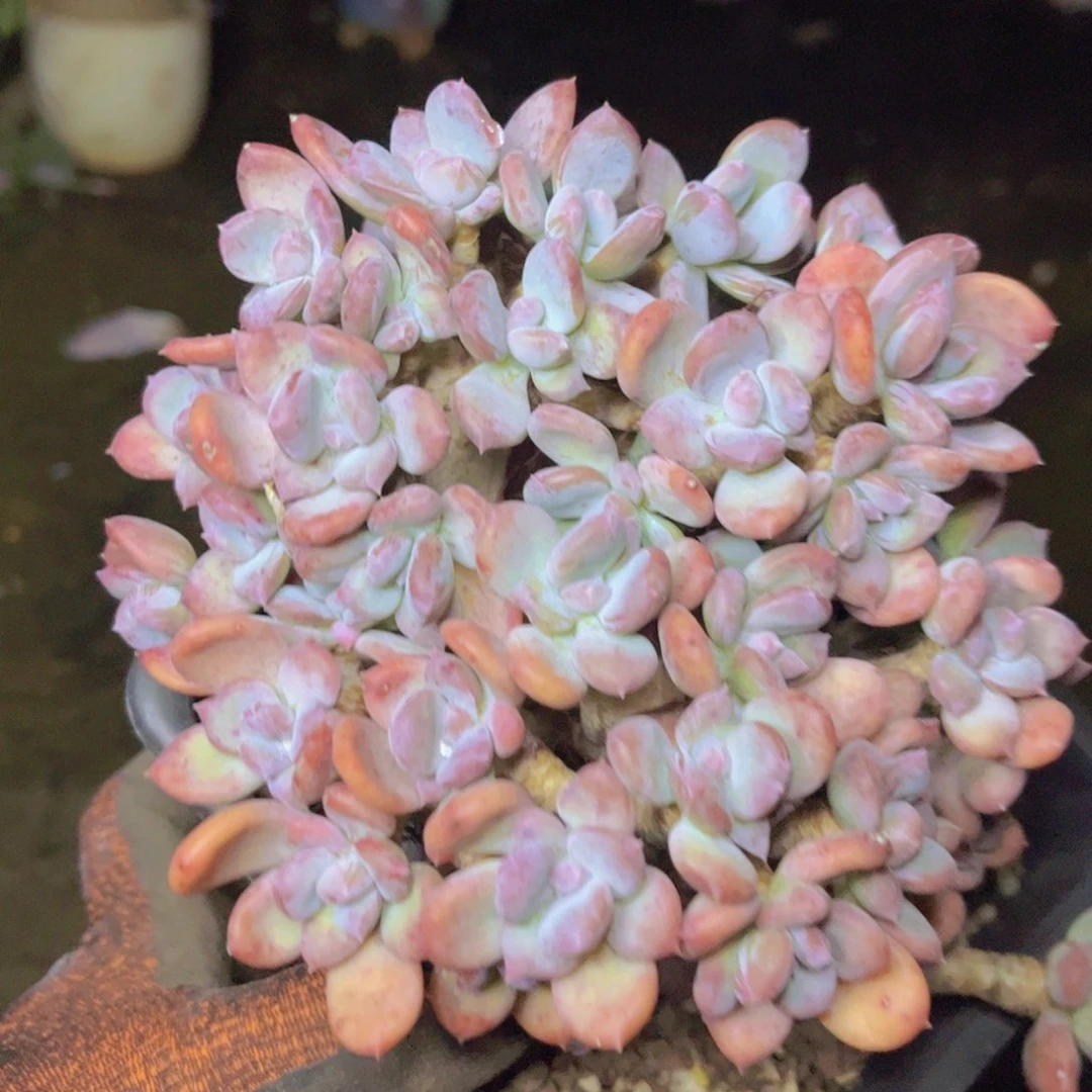 一颗花的传奇一生