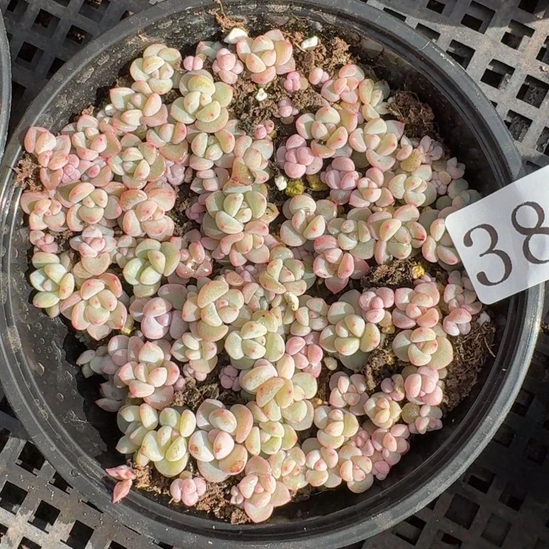 多肉植物多肉植物382