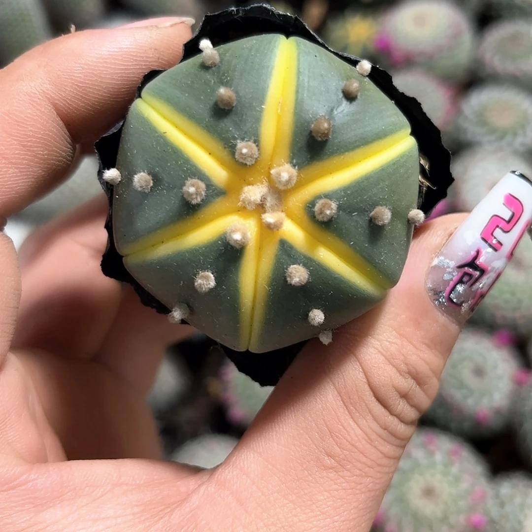 精选西瓜球单头发货有根发货