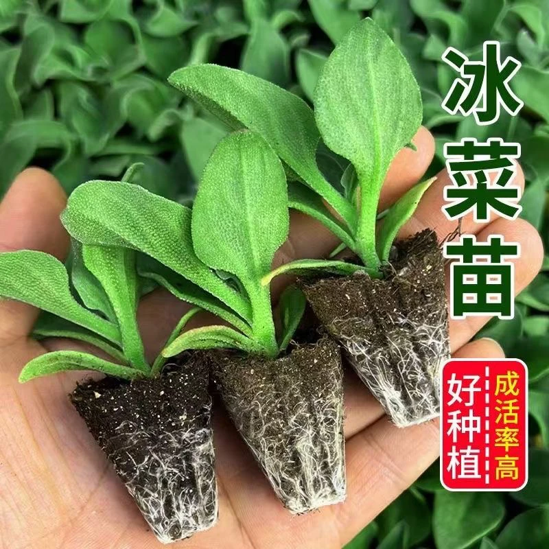 寿光大叶水晶冰菜秧苗大苗冰草种子籽自带冰粒盐四季盆栽高钙蔬菜