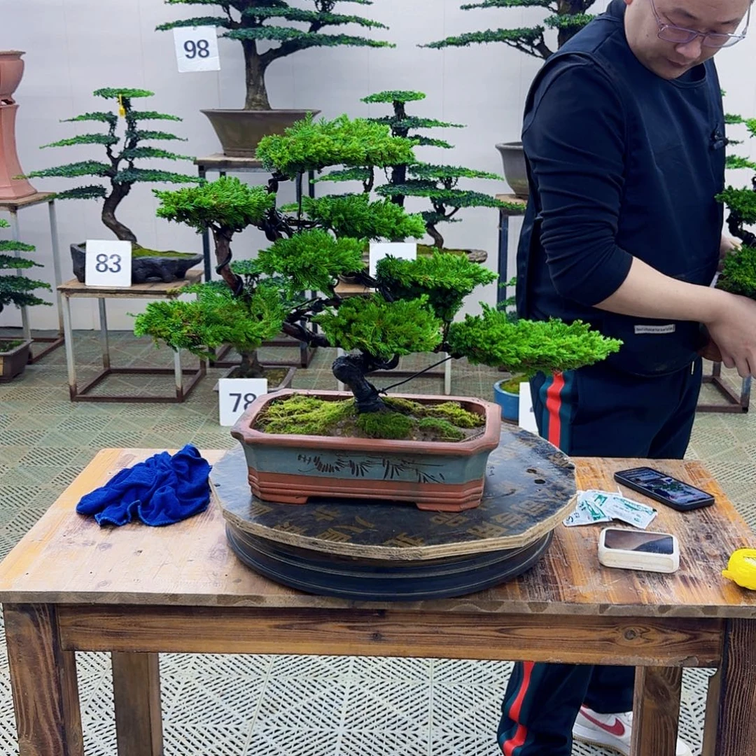 无花朵柏树造型盆景