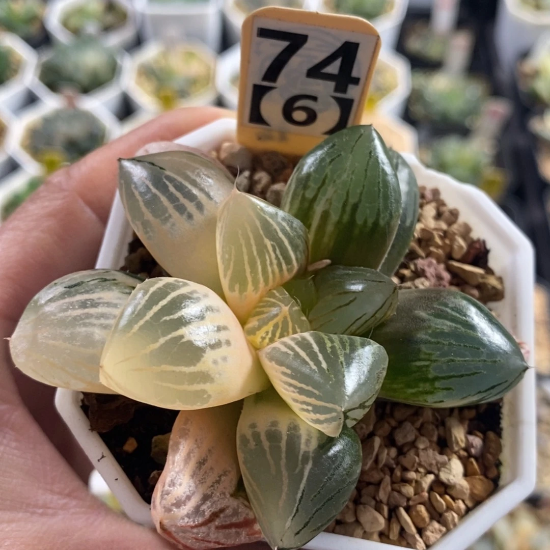 746玉潭寿锦十二卷多肉植物