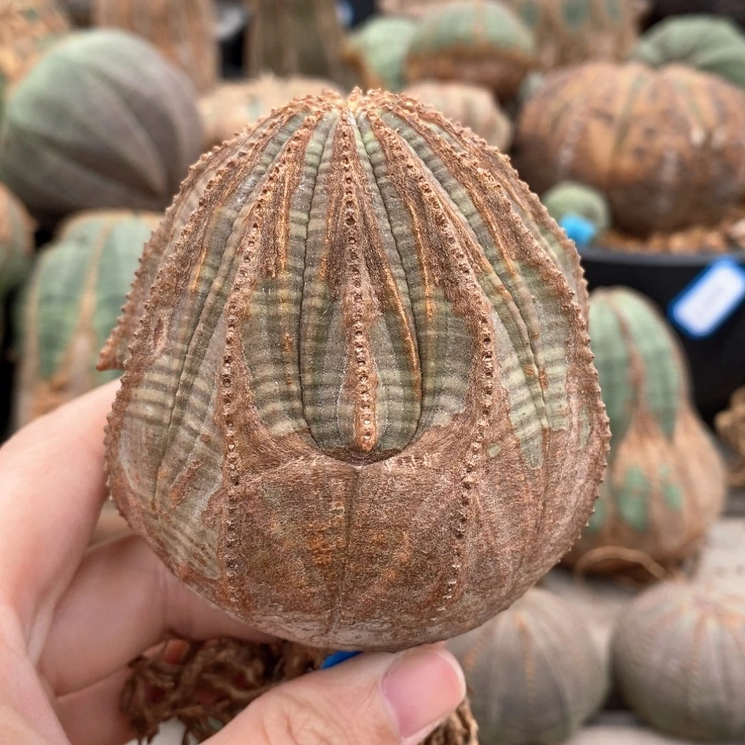 10布纹球精品一物一拍