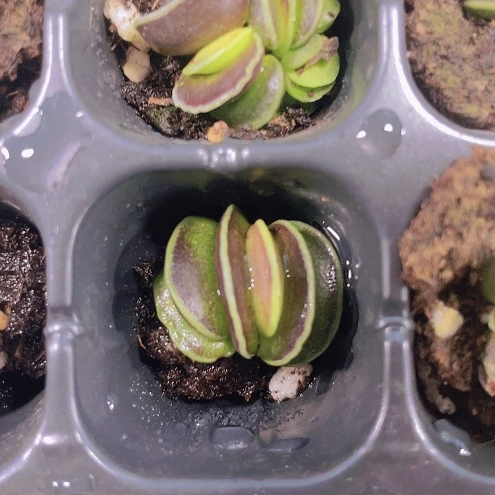 达摩海豹【满10颗包邮】