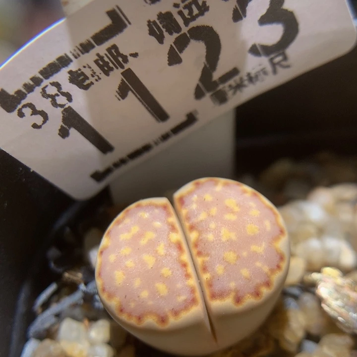 Sss精品生石花1123