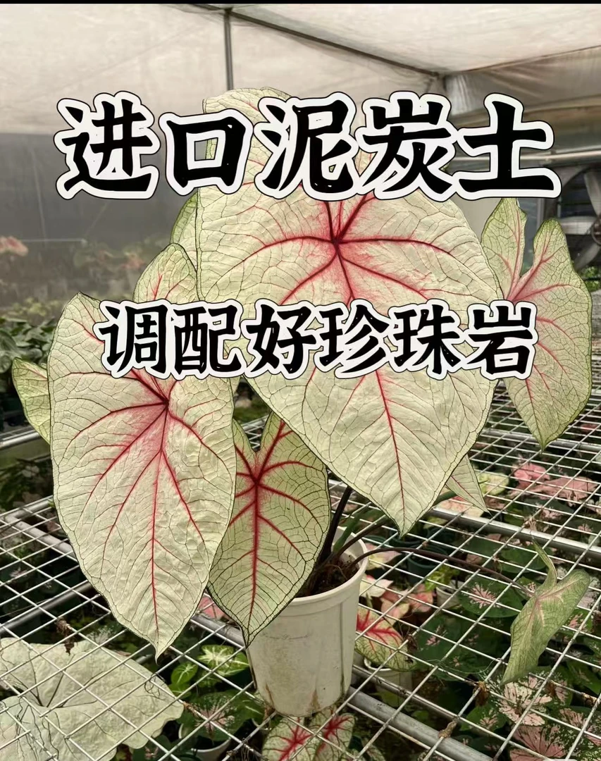 鑫娜甄选进口泥炭土搭配好珍珠岩适合任意绿植开花花烛彩叶芋