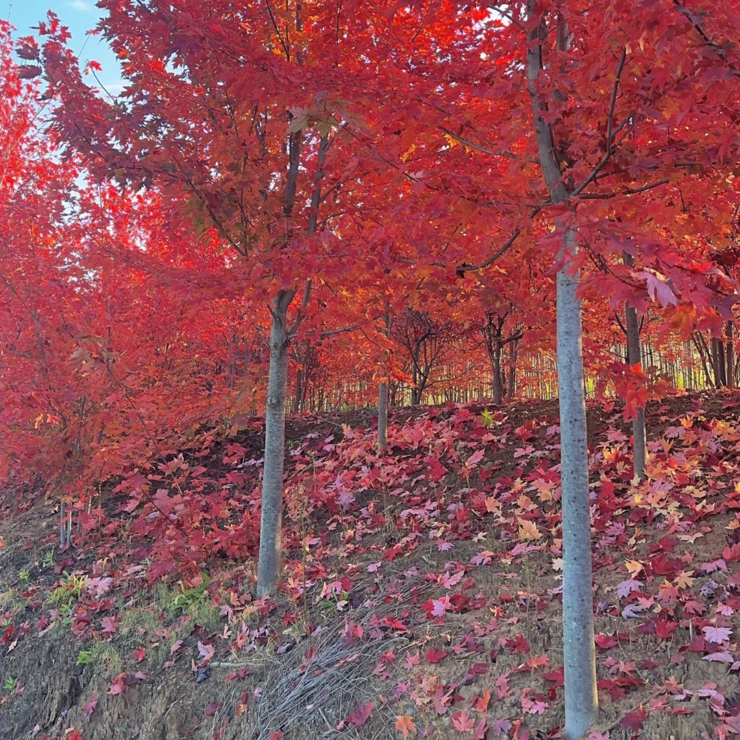 美国红秋风秋火焰、拍一发五 裸根修剪发货