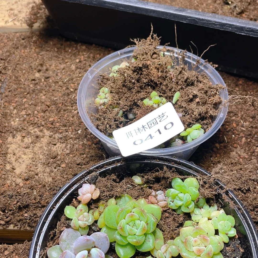 枫***站多肉植物多肉植物410