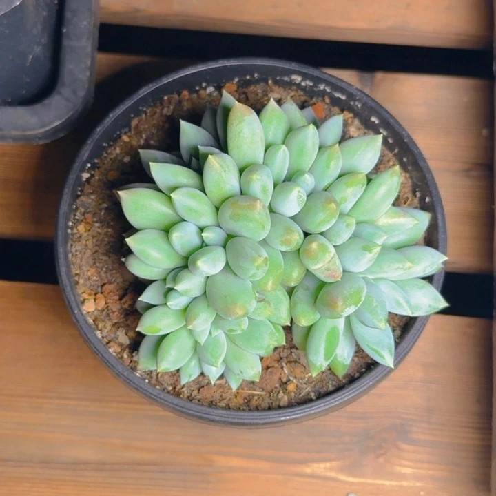 人****如梦姐发货1111111111