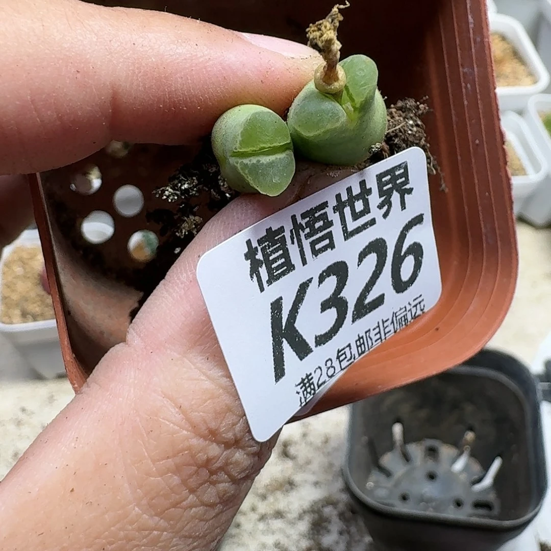 多肉植物的人生fgh