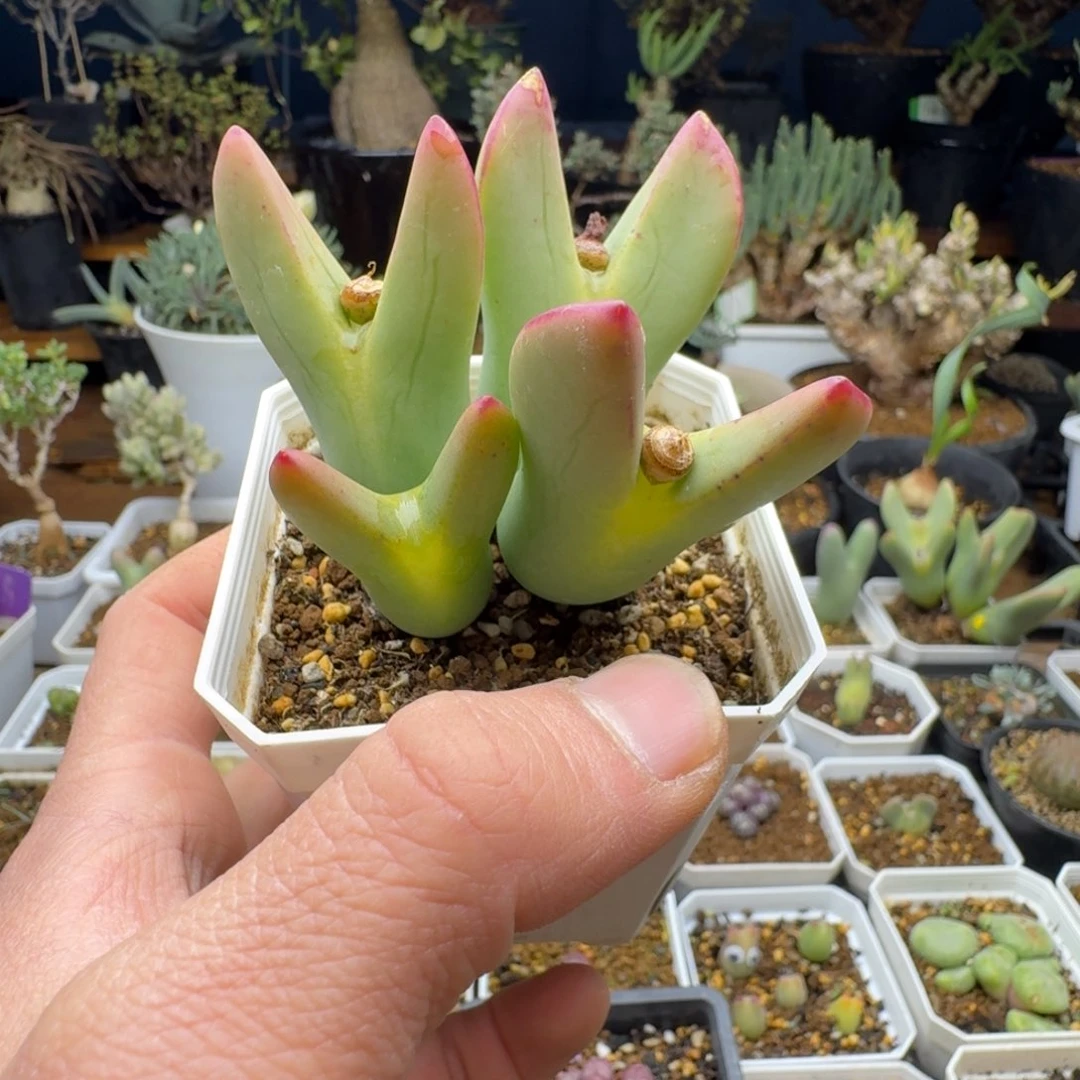 小*勇皮卡丘多肉。