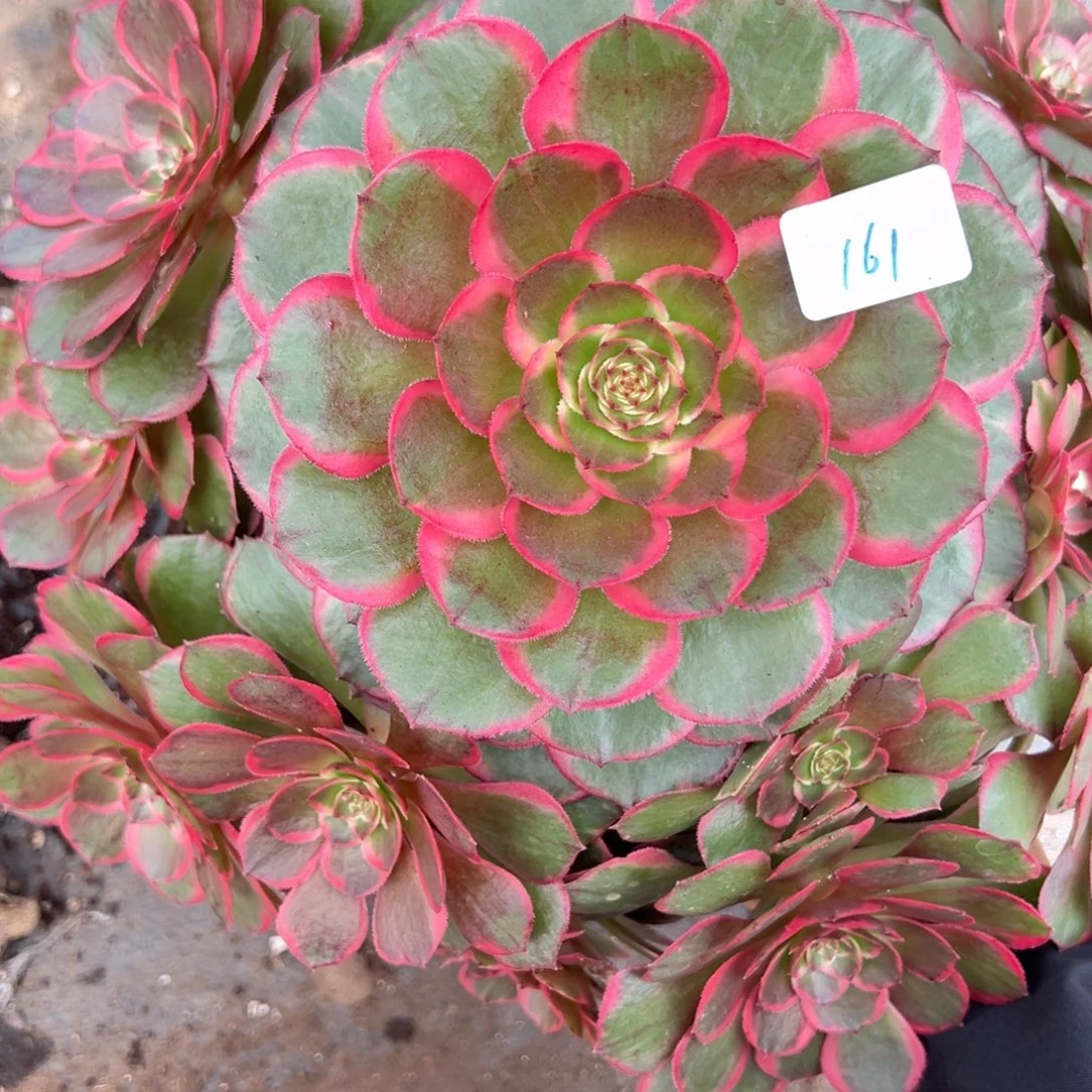 161粉花妖多肉多肉多肉