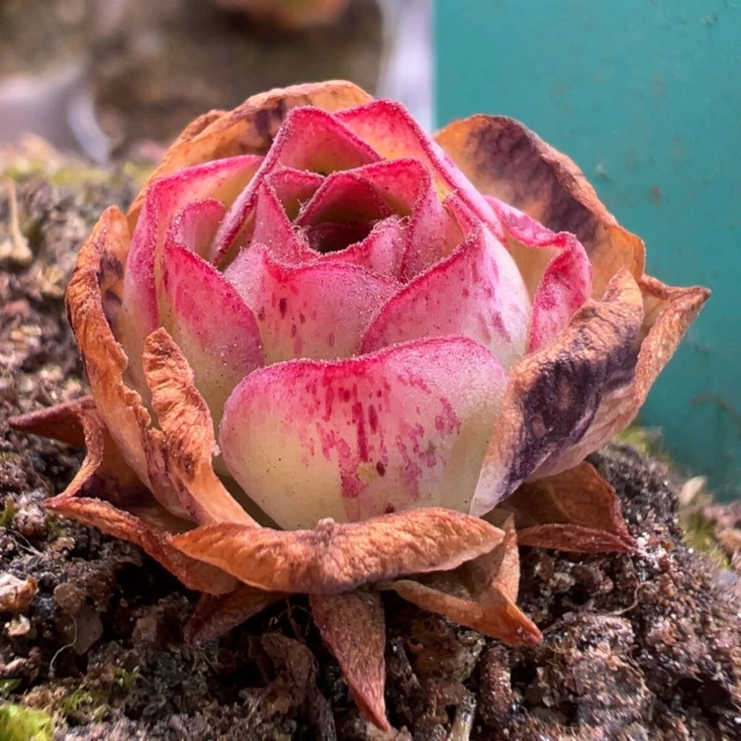 捡漏  贵货杂 663