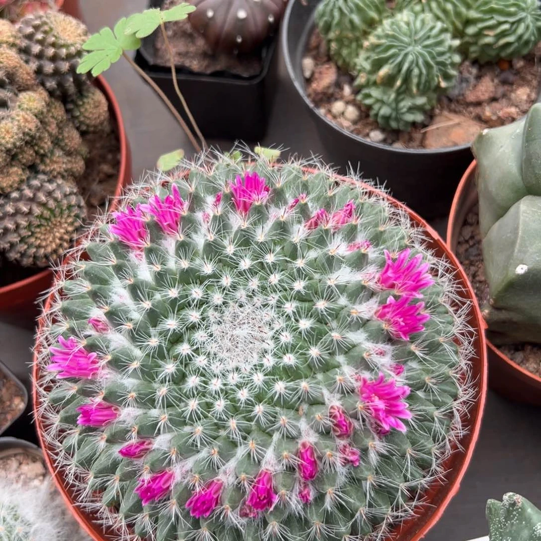 玉翁随机一颗。