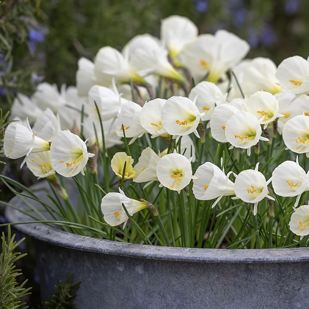 围裙水仙盆栽4个种球