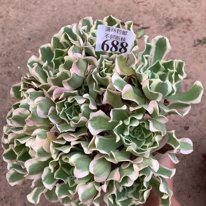 688雨花石绣球外000