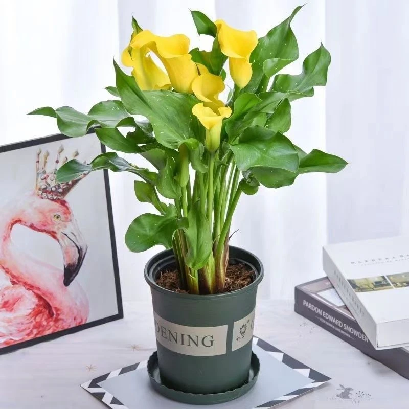 彩色进口马蹄莲盆栽客厅阳台四季开花简单好养花卉盆栽带花苞发货