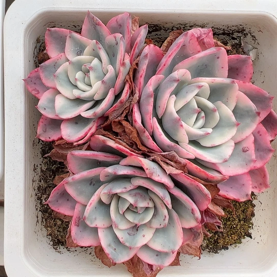 满38包邮奶油黄桃群生