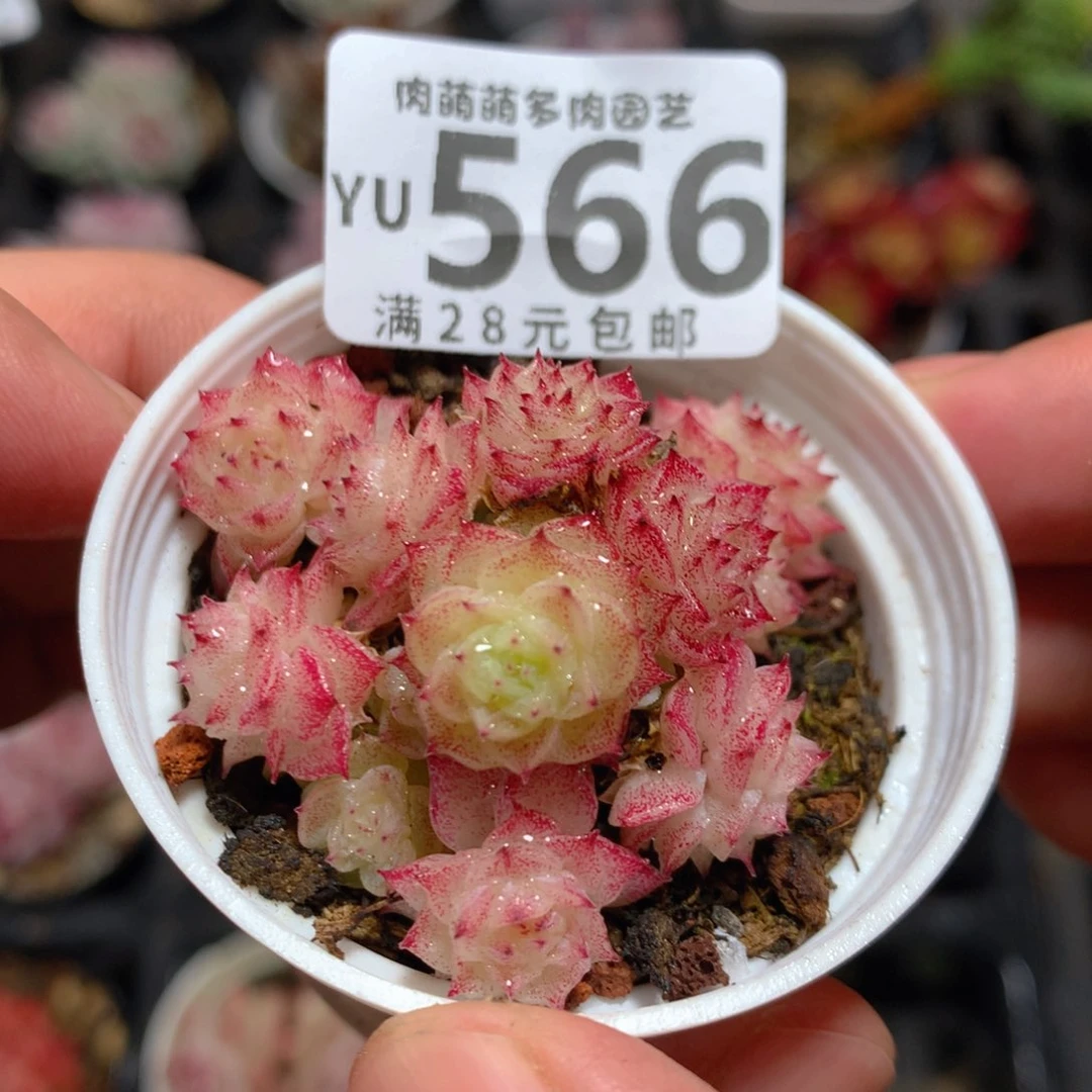 5CM拇指盆精控多肉YU566
